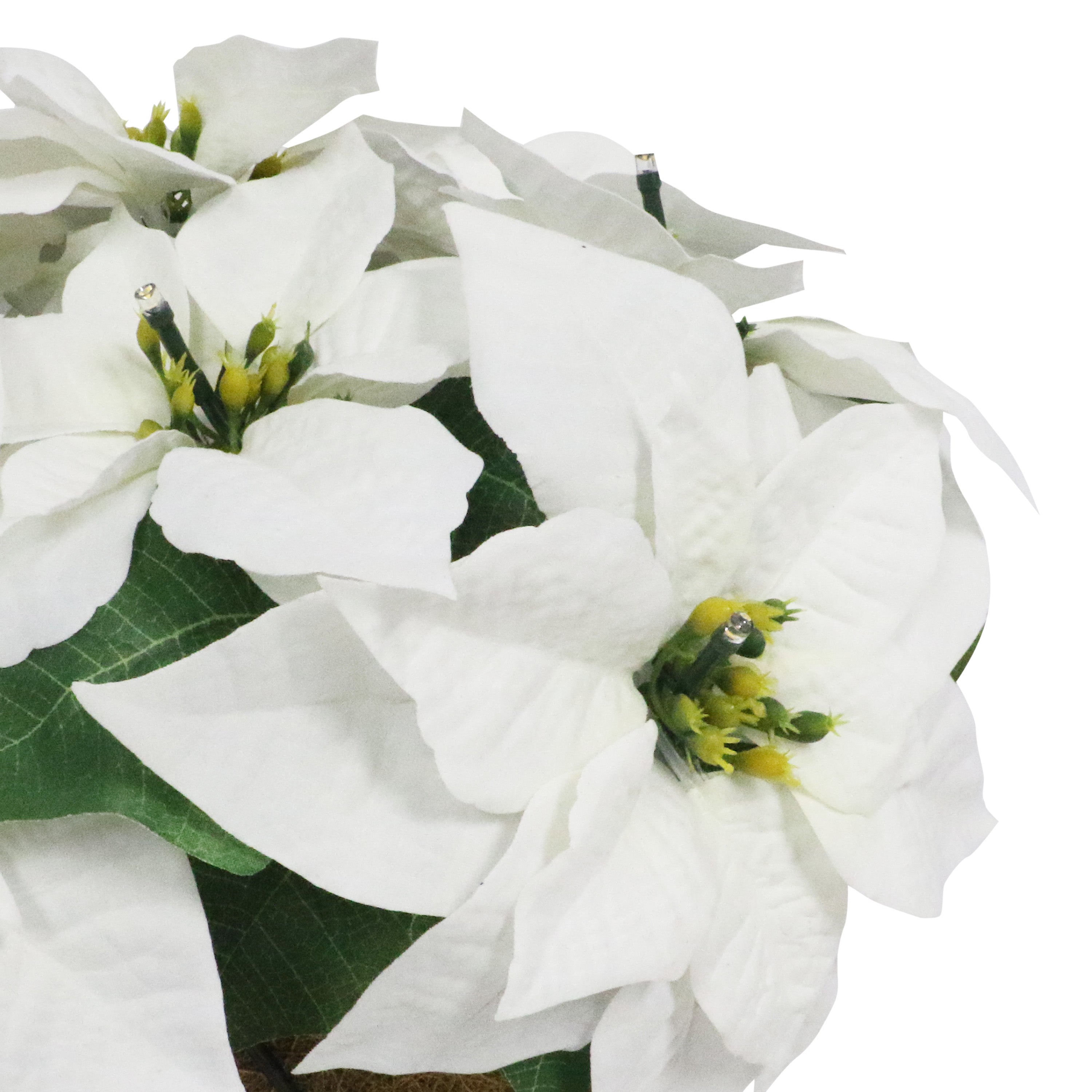 19" Pre-Lit Battery-Operated Potted White Poinsettias